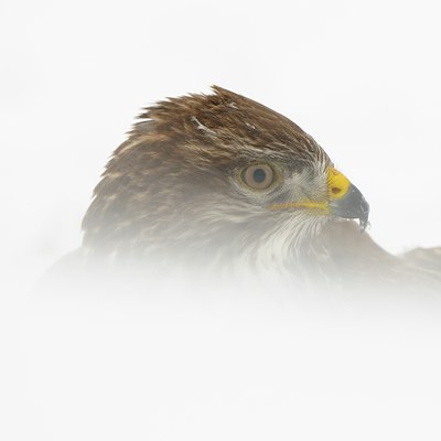 BUITEN BEELD Foto: 111999