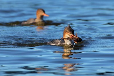 BUITEN BEELD Foto: 112062