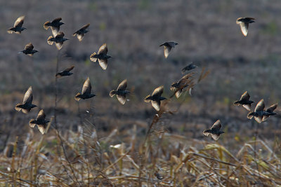 BUITEN BEELD Foto: 112084
