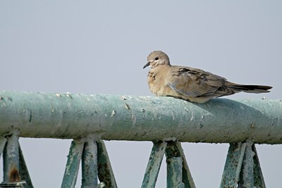 BUITEN BEELD Foto: 112123