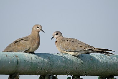 BUITEN BEELD Foto: 112124