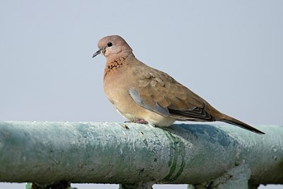 BUITEN BEELD Foto: 112125