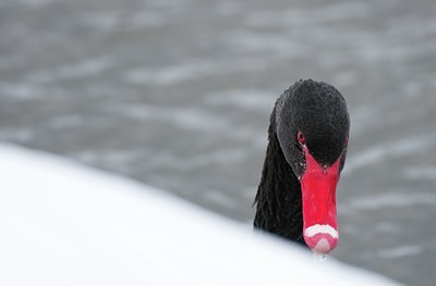 BUITEN BEELD Foto: 112144