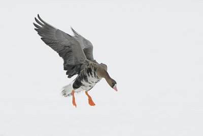 BUITEN BEELD Foto: 112172