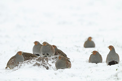 BUITEN BEELD Foto: 112176
