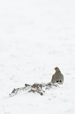 BUITEN BEELD Foto: 112177