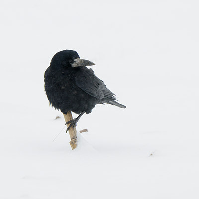 BUITEN BEELD Foto: 112178