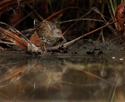 BUITEN BEELD Foto: 112194