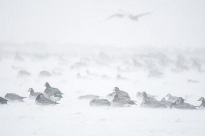 BUITEN BEELD Foto: 112195