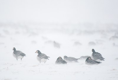 BUITEN BEELD Foto: 112196