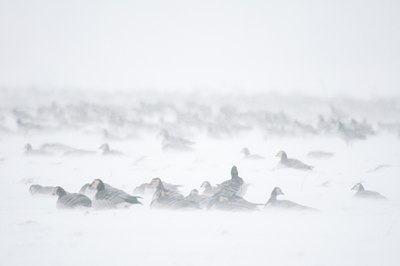 BUITEN BEELD Foto: 112197