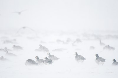 BUITEN BEELD Foto: 112198