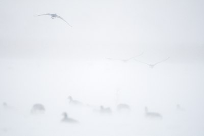 BUITEN BEELD Foto: 112200
