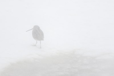 BUITEN BEELD Foto: 112203