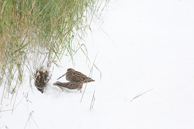 BUITEN BEELD Foto: 112204