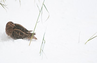BUITEN BEELD Foto: 112206