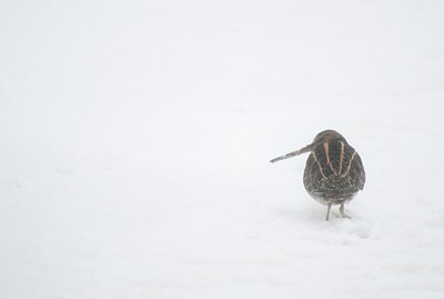 BUITEN BEELD Foto: 112207