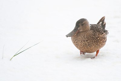 BUITEN BEELD Foto: 112211