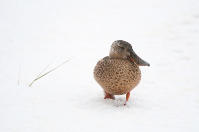 BUITEN BEELD Foto: 112212