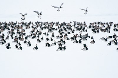 BUITEN BEELD Foto: 112213
