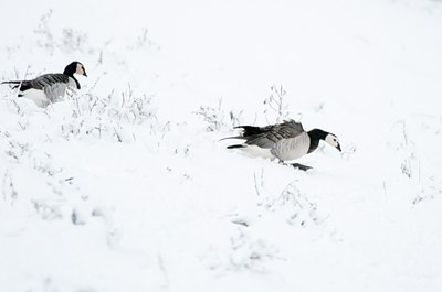 BUITEN BEELD Foto: 112216