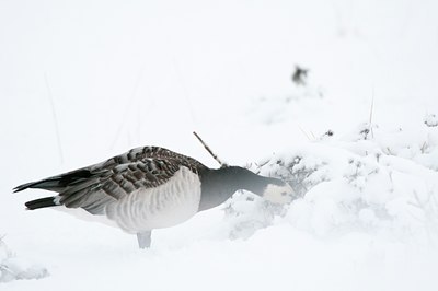 BUITEN BEELD Foto: 112218
