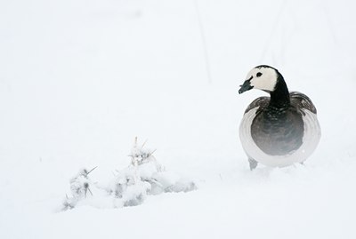 BUITEN BEELD Foto: 112220