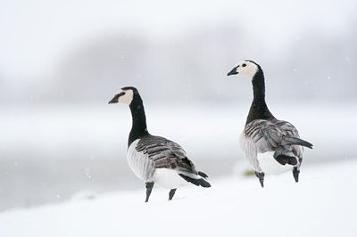 BUITEN BEELD Foto: 112221