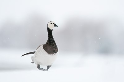 BUITEN BEELD Foto: 112222