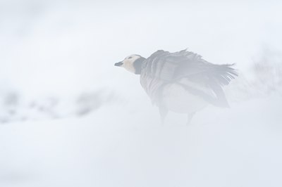 BUITEN BEELD Foto: 112224