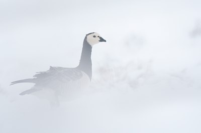 BUITEN BEELD Foto: 112225