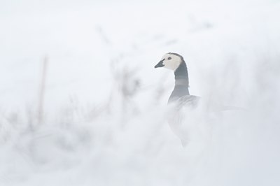 BUITEN BEELD Foto: 112226
