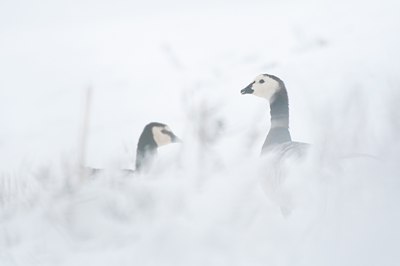BUITEN BEELD Foto: 112227