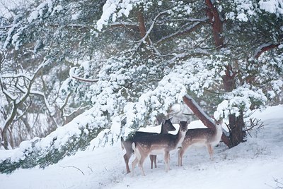 BUITEN BEELD Foto: 112241