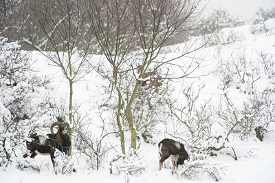 BUITEN BEELD Foto: 112251