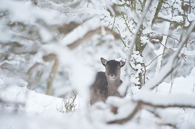 BUITEN BEELD Foto: 112259