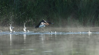 BUITEN BEELD Foto: 112267