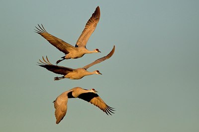 BUITEN BEELD Foto: 112323