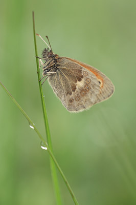 BUITEN BEELD Foto: 112349