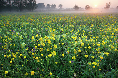 BUITEN BEELD Foto: 112443