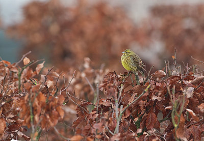 BUITEN BEELD Foto: 112495