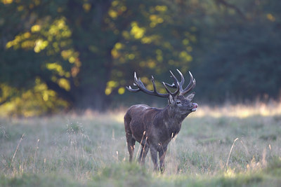 BUITEN BEELD Foto: 112500