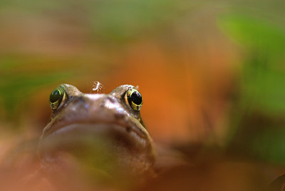 BUITEN BEELD Foto: 112578