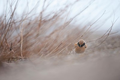 BUITEN BEELD Foto: 112583