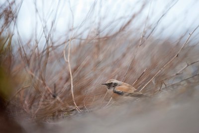 BUITEN BEELD Foto: 112584
