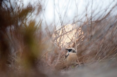 BUITEN BEELD Foto: 112587