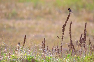 BUITEN BEELD Foto: 112601