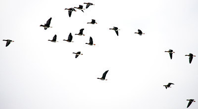 BUITEN BEELD Foto: 112614