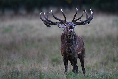 BUITEN BEELD Foto: 112624