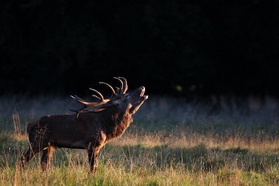BUITEN BEELD Foto: 112629